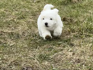 Coton de tulear hvalpe.