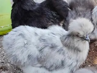 Kyllinger silkehøns 