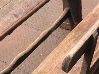 Skolepult