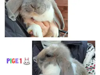 Franske væddere søger nyt hjem