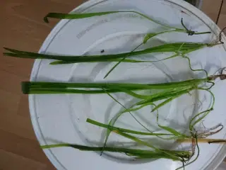 Vallisneria planter sælges