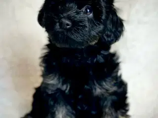 Yorkiepoo hvalpe søger familier