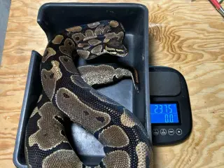 konge python