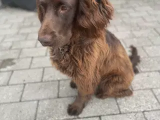 Cocker springer spaniel