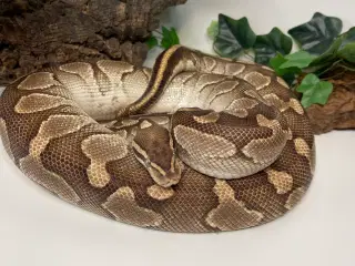 Konge Python