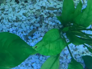 FLOTTE og SUNDE guppy