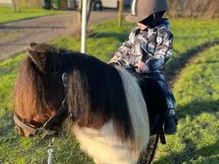Shetlænder vallak 