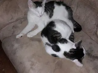 Katte søger nyt hjem