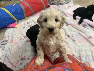 De smukkeste mellem Golden Doodle F1B babyer