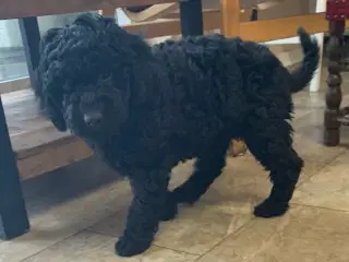 Mini Golden Doodle F1B babyer 