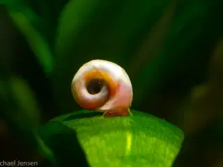 Posthornsnegle eller ramshorn snails