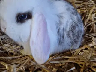 Minilop unge dreng 