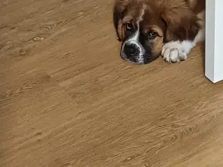 Hundehvalp 12 uger