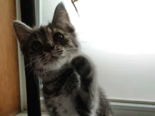 Trefarvet Maine Coon Bla. 🐈