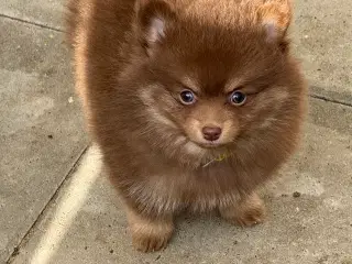 Pomerania hvalpe til efterårsferien 