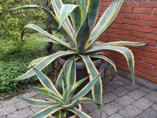 Store agave planter