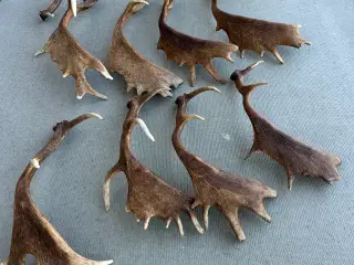 10 Flotte kastestænger fra dåhjort sælges 