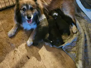 Islandsk fårehunde hvalpe