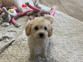 Maltipoo babyer er rejse klar nu 