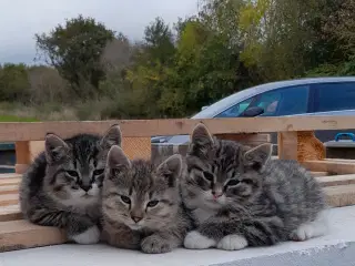 Kattekillinger til salg