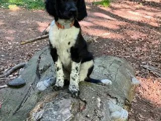 Hund sælges