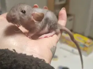 Dobbeltrex dumbo rotteunge