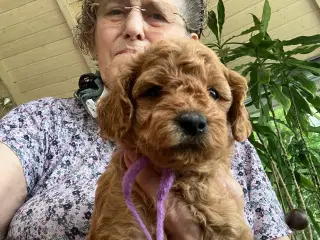 Cavapoo f2 kennel malekits