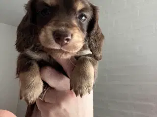 Gravhund hvalpe langhåret dværg