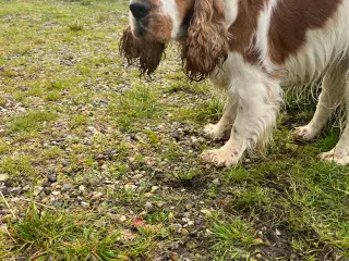 Cocker spaniel . Engelsk han avl