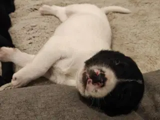 Labrador blandinger