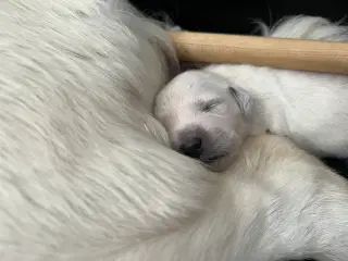 Golden Retriever hvalpe 