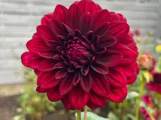 Dahlia/georginer - forspiret