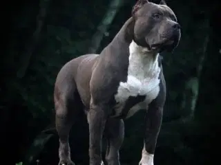 American Bully XL