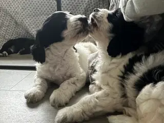 Springer spaniel/puddel hundehvalpe sælges