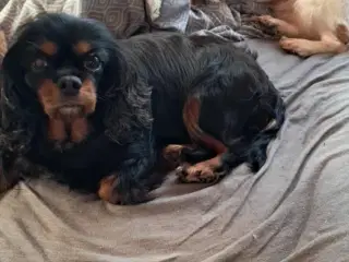 Ønsker nyt hjem til vores damer her