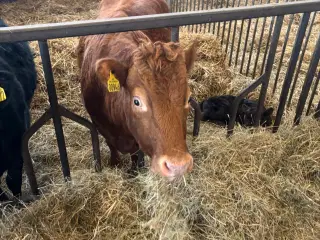 Dexter ko med kalv sælges 