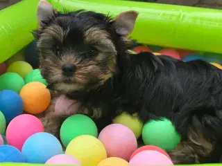 Yorkshire terrier 1 chokolade dreng 1 black&tan pi