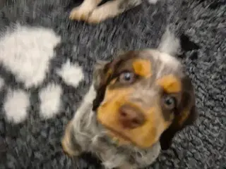 Ft cocker spaniel 