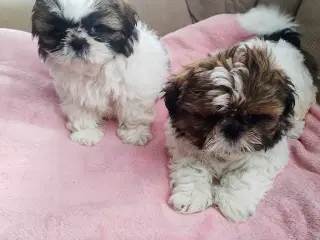 Tu vidunderlige Shih Tzu