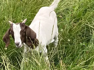 Boer Gimmer kid