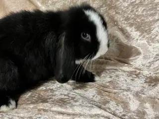 Mini lop