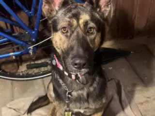 Skønne Idun søger et nyt hjem