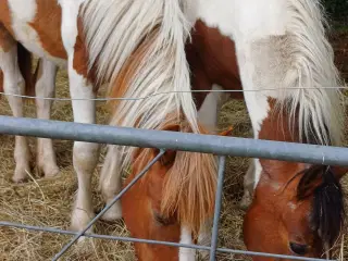 Hoppe 1 år 