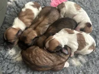 Lhasa apso hvalpe