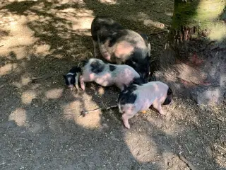 Minigris-Minigris 