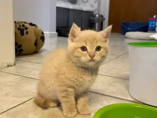 British Shorthair killinger søger nyt hjem