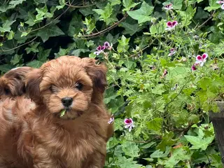 🧡Sød & Smuk Bichon Havanais 🧡
