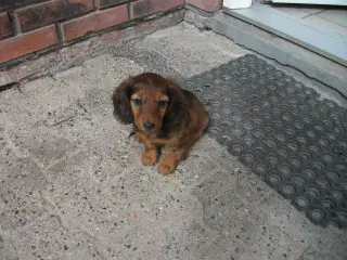 lang Håret Dværg/Mini Gravhund