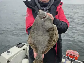 Hække til Selandia/Ansems trailer