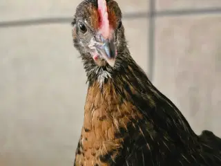 Store varmefri slagte kyllinger